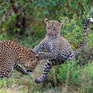 Meet your Posher, K.d.